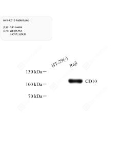Anti-CD10 Rabbit pAb servicebio GB114689-100