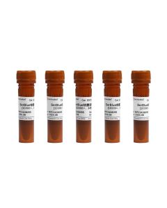 SerBlue Nucleic Acid Dye (10,000×, Water Soluble) servicebio G3072-5ML