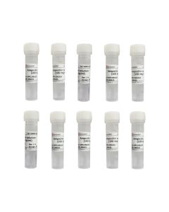 Ampicillin Solution (100mg/mL) servicebio G4018-10ML