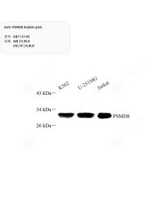 Anti-PSMD8 Rabbit pAb servicebio GB113140-100