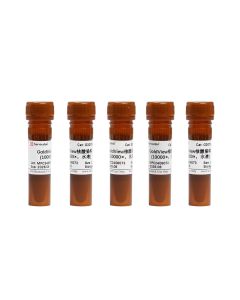 GoldView Nucleic Acid Dye (10000×, Water Soluble) servicebio G3073-5ML