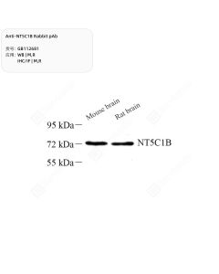 Anti-NT5C1B Rabbit pAb servicebio GB112681-100