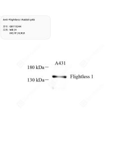 Anti-Flightless I Rabbit pAb servicebio GB115244-100