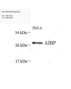 Anti-APOA1BP Rabbit pAb servicebio GB112563-50