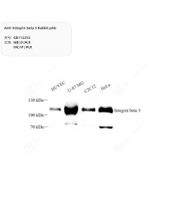 Anti-Integrin beta 3 Rabbit pAb servicebio GB112253-100
