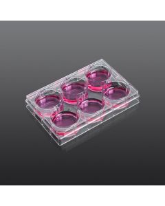 Poly-D-Lysine-Coated 6-Well Cell Culture Plate (Single Plate, Sterile) servicebio CCP-6D