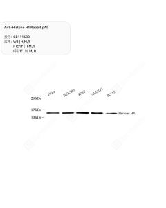 Anti-Histone H4 Rabbit pAb servicebio GB111688-100