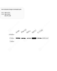 Anti-GOLGA5/Golgin-84 Rabbit pAb servicebio GB112721-100