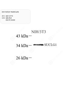 Anti-SUCLG1 Rabbit pAb servicebio GB112774-100