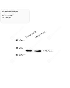 Anti-SMUG1 Rabbit pAb servicebio GB113395-50