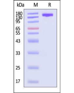 GENPower? AsCas12a Nuclease (active enzyme, MALS verified) CAA-A5143 ACROBiosystems