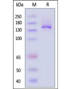 GENPower? LbCas12a Nuclease (2.5 μg/μL), low endotoxin (MALS verified) CAA-L5149 ACROBiosystems