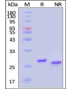 GMP Salt Active GENIUS?Nuclease DMF GMP-NUES13 ACROBiosystems
