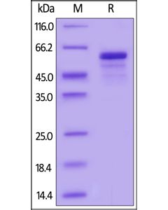 Biotinylated Mouse IL-27 Protein, His,Avitag? IL7-M82E4 ACROBiosystems