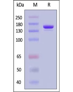 GMP GENPower? NLS-Cas9 Nuclease DMF NLS-Cas9 Nuclease, GMP-grade ACROBiosystems
