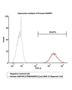 Human AMY3R (CTR&RAMP3) (Luc) BHK 21 Reporter Cell Development Service SCBHK-ATF231 ACROBiosystems