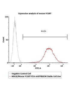 MDCK/Mouse FCGRT-P2A-mGFP&B2M Stable Cell Line Development Service SCMDC-ATP196 ACROBiosystems