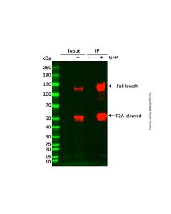 Anti-GFP AgaroseResin A1492561-1ml Aladdin