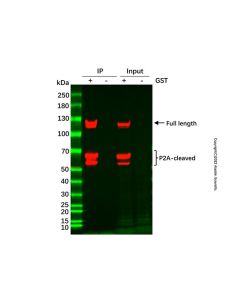 GlutathioneAgaroseResin (GST tag) G751554-10ml Aladdin
