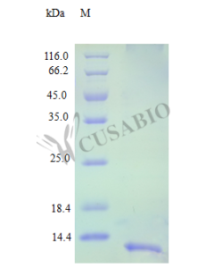 Recombinant Human C-C motif chemokine 16 protein (CCL16) (Active) CSB-AP000601HU CUSABIO