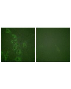 Phospho-HRH1 (Ser398) Antibody CSB-PA824447 CUSABIO