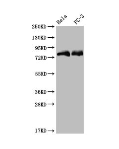 SENP1 Recombinant Monoclonal Antibody CSB-RA150103A0HU CUSABIO
