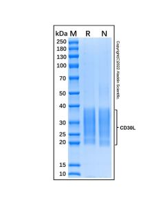 Recombinant Human CD30-L Protein rp143950-10μg Aladdin