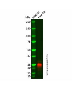 Recombinant IL-32 Antibody - Primary antibody, specific to Recombinant IL-32 Ab110257-10μl Aladdin