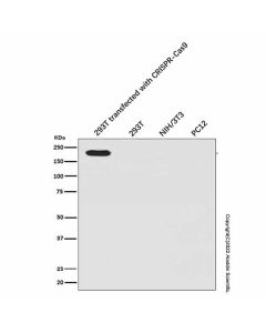 Recombinant CRISPR-Cas9 Antibody - Primary antibody, specific to Recombinant CRISPR-Cas9, Rabbit IgG Ab097741-10μl Aladdin