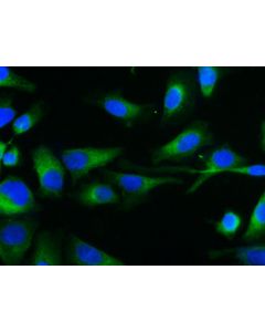 Elab Fluor ® 488-conjugated beta Tubulin Monoclonal Antibody (AN00293L) elabscience