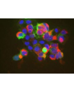 Elab Fluor ® 594-conjugated Flag-Tag Monoclonal Antibody (AN00299Y) elabscience