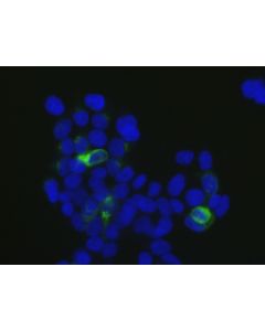 Elab Fluor ® 488-conjugated HA Tag Monoclonal Antibody (AN00301L) elabscience