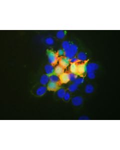 Elab Fluor ® 594-conjugated HA-Tag Monoclonal Antibody (AN00301Y) elabscience