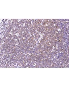 Recombinant CD150/SLAM/SLAMF1 Monoclonal Antibody (AN300350P) elabscience