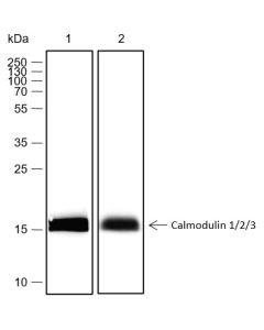 Recombinant Calmodulin 1/2/3 Monoclonal Antibody (AN301731L) elabscience
