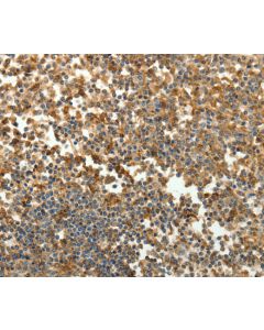 SFTPD Polyclonal Antibody (E-AB-10613) elabscience
