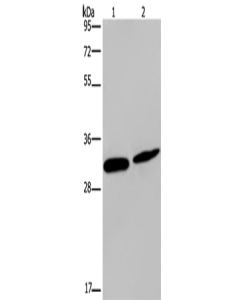 GJB4 Polyclonal Antibody (E-AB-12736) elabscience