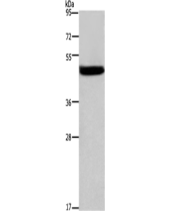 Cathepsin E Polyclonal Antibody (E-AB-13974) elabscience