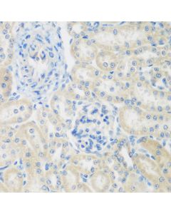 ENPEP Polyclonal Antibody (E-AB-62072) elabscience