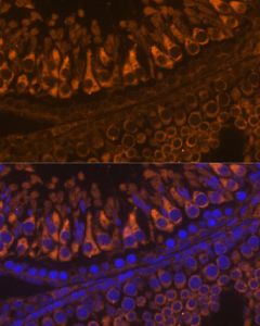 ELSPBP1 Polyclonal Antibody (E-AB-66612) elabscience