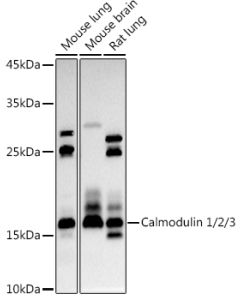 Calmodulin 1/2/3 Polyclonal Antibody (E-AB-90310) elabscience