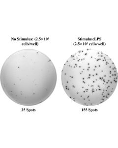 Human IL-6 (Interleukin 6) ELISPOT Kit (ESP-H0009) elabscience