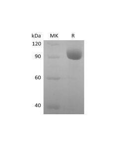 Recombinant Human Leukocyte Ig-Like Receptor A3/LILRA3/ILT6/CD85e (C-Fc) (PKSH034013) elabscience