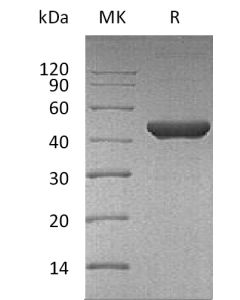 Recombinant Human Fumarase(Cat. No.:C224) novoprotein