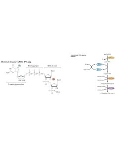 mRNA Cap 2´-O-Methyltransferase, GMP Grade(Cat. No.:GMP-M072) novoprotein