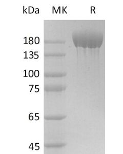 Recombinant 2019-nCoV S-trimer Protein (C-6His)(Cat. No.:DRA49) novoprotein