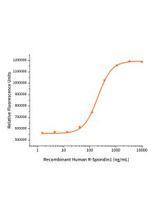 Recombinant Human R-Spondin1(Cat. No.:GMP-CX83) novoprotein