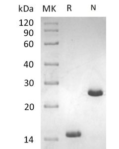 Recombinant Human/Mouse/Rat Activin A(Cat. No.:C687) novoprotein