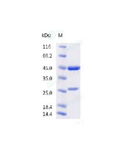 Anti-SARS-COV-2 Spike (Research Grade Clone S2H97) sinobiological 68147-H001