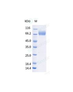 Recombinant Human ILT2/LILRB1 Protein (ECD, His Tag), HPLC-verified sinobiological 16014-H08H